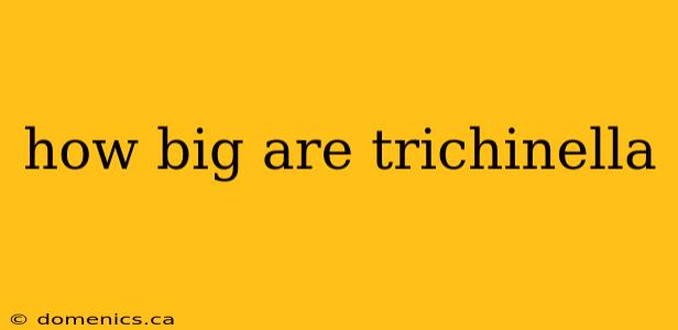 how big are trichinella