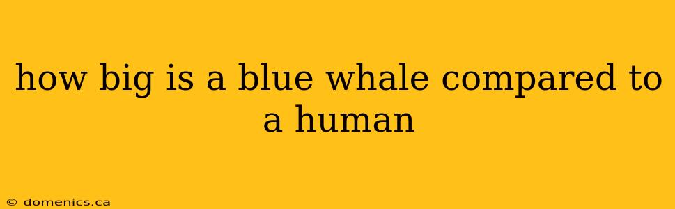 how big is a blue whale compared to a human