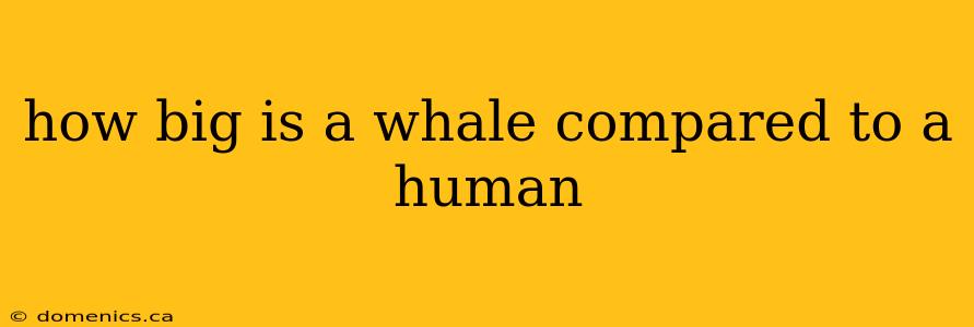 how big is a whale compared to a human