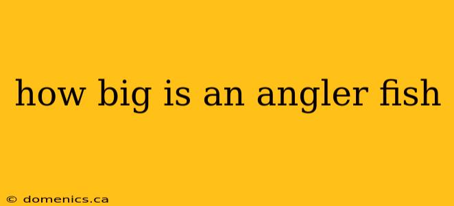 how big is an angler fish