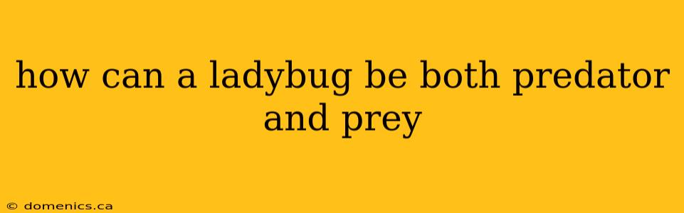 how can a ladybug be both predator and prey