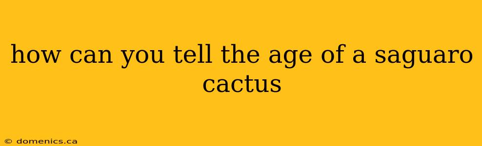 how can you tell the age of a saguaro cactus