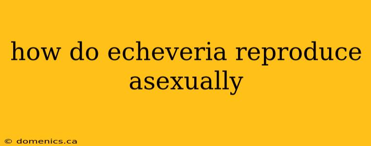 how do echeveria reproduce asexually