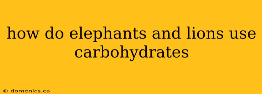 how do elephants and lions use carbohydrates