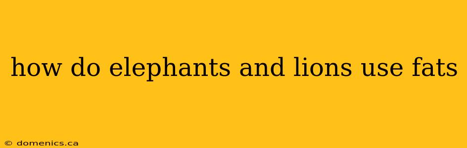 how do elephants and lions use fats
