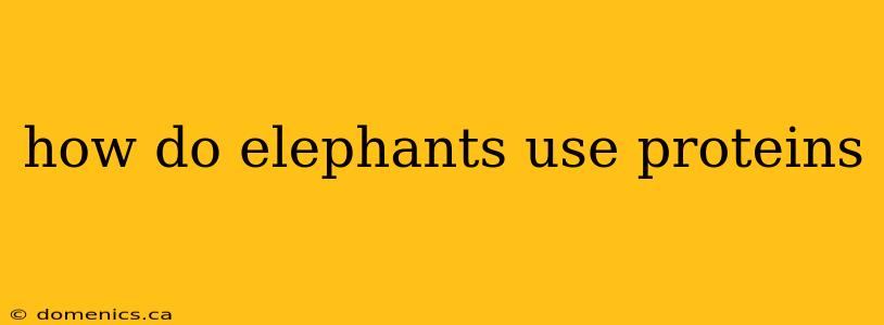 how do elephants use proteins