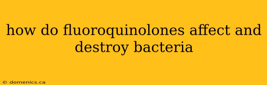 how do fluoroquinolones affect and destroy bacteria