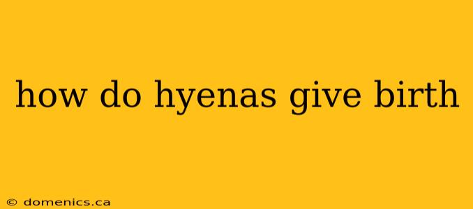 how do hyenas give birth