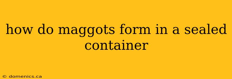 how do maggots form in a sealed container