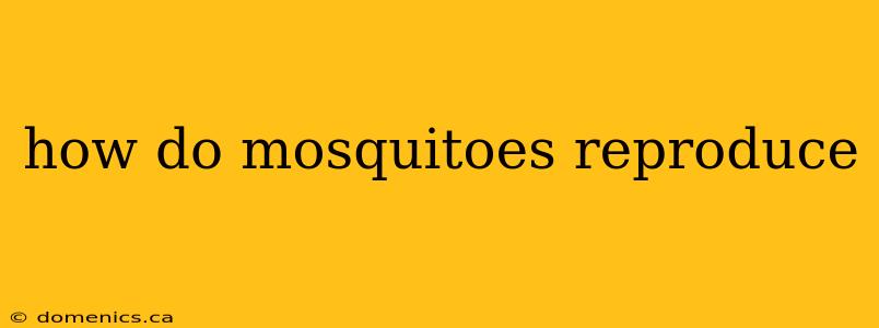 how do mosquitoes reproduce