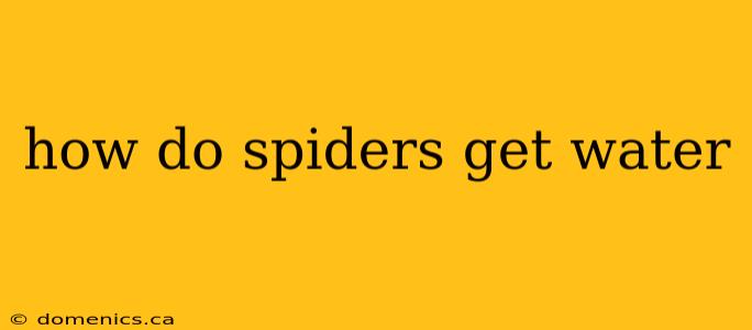 how do spiders get water