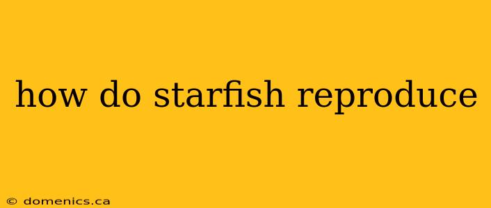 how do starfish reproduce