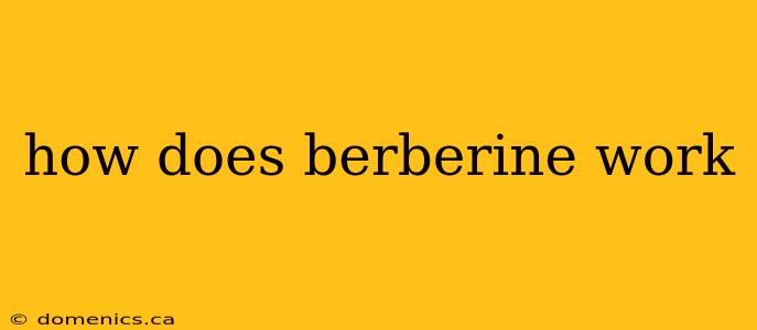 how does berberine work