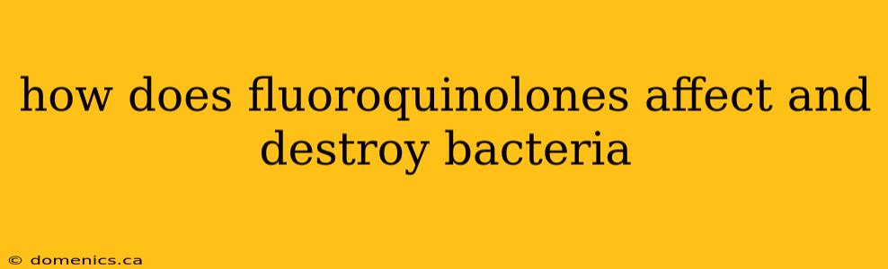 how does fluoroquinolones affect and destroy bacteria