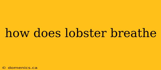 how does lobster breathe