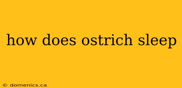 how does ostrich sleep