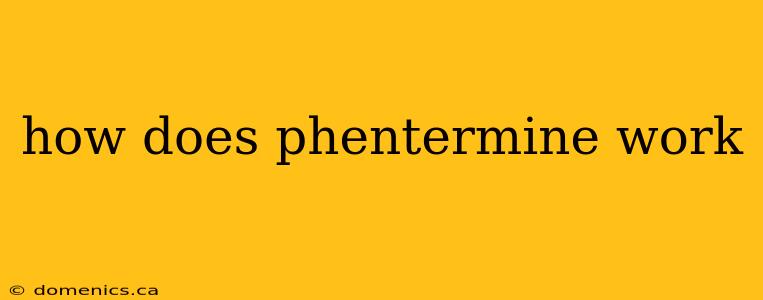 how does phentermine work