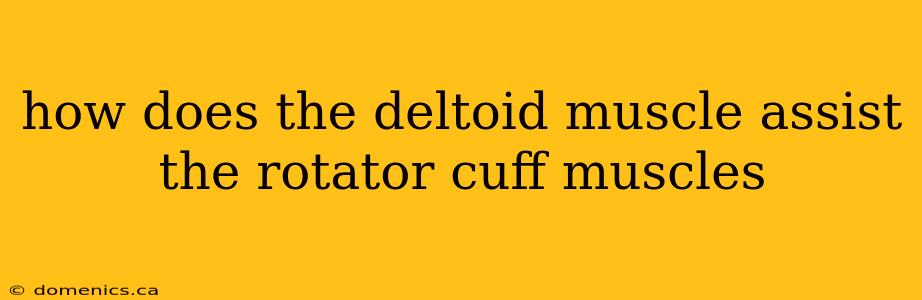 how does the deltoid muscle assist the rotator cuff muscles