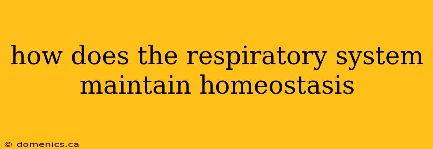 how does the respiratory system maintain homeostasis