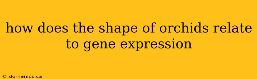 how does the shape of orchids relate to gene expression