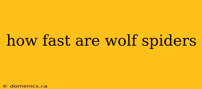 how fast are wolf spiders