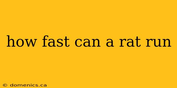 how fast can a rat run