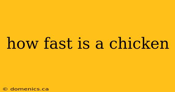 how fast is a chicken