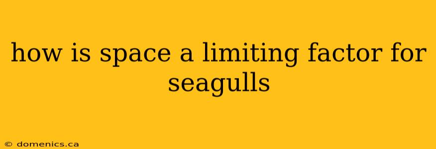 how is space a limiting factor for seagulls