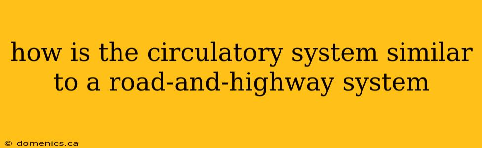 how is the circulatory system similar to a road-and-highway system