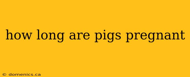 how long are pigs pregnant