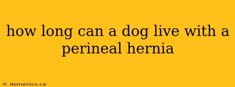 how long can a dog live with a perineal hernia