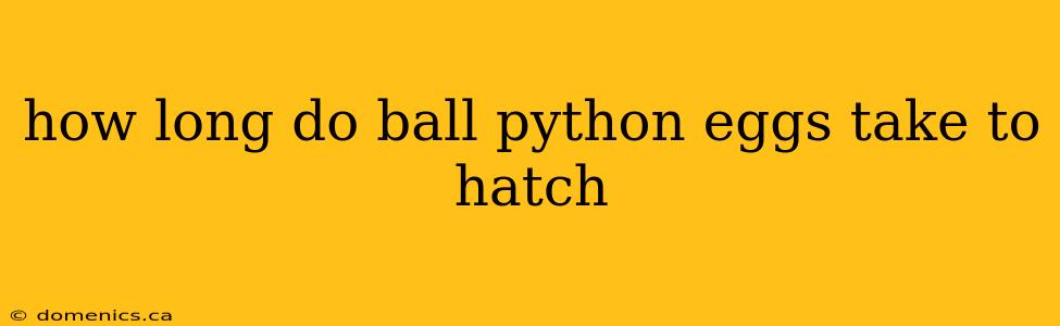 how long do ball python eggs take to hatch