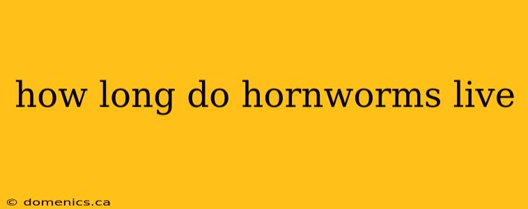 how long do hornworms live