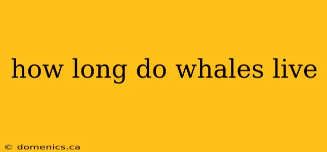 how long do whales live