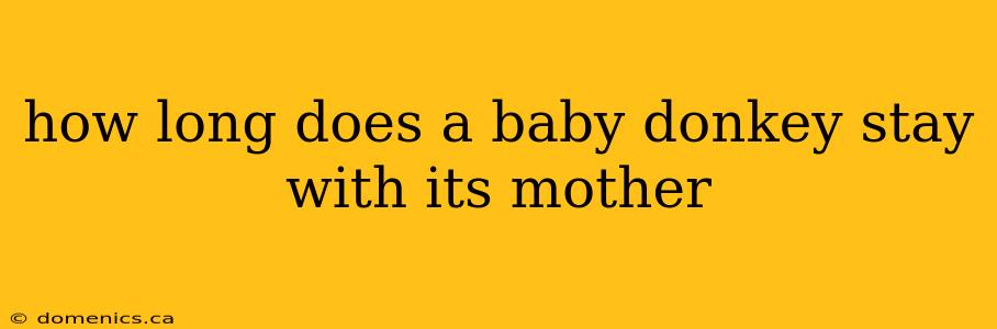 how long does a baby donkey stay with its mother