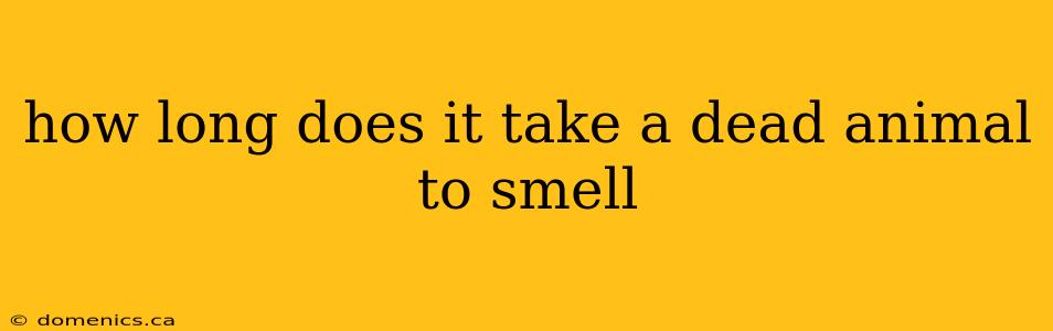 how long does it take a dead animal to smell