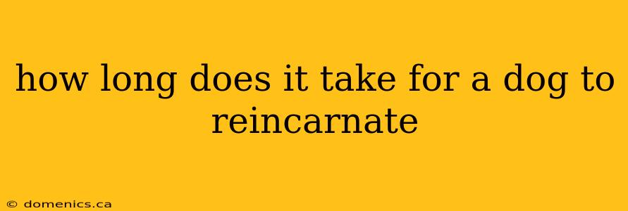 how long does it take for a dog to reincarnate