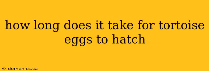 how long does it take for tortoise eggs to hatch