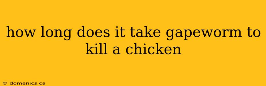 how long does it take gapeworm to kill a chicken