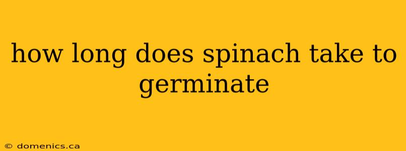 how long does spinach take to germinate