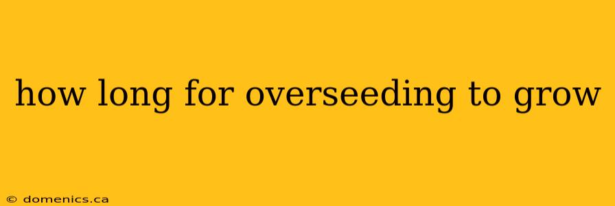 how long for overseeding to grow