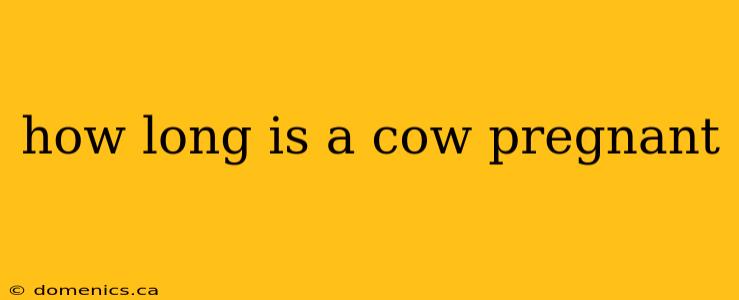 how long is a cow pregnant