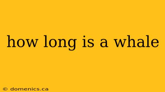 how long is a whale