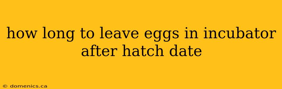 how long to leave eggs in incubator after hatch date