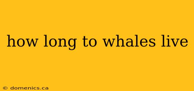 how long to whales live