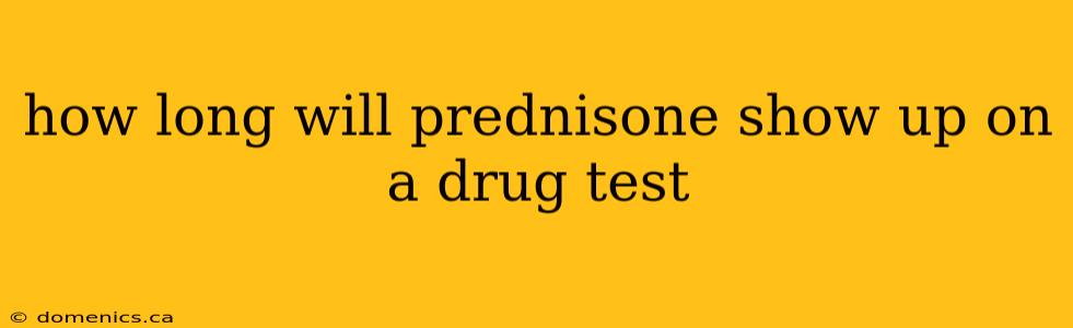 how long will prednisone show up on a drug test