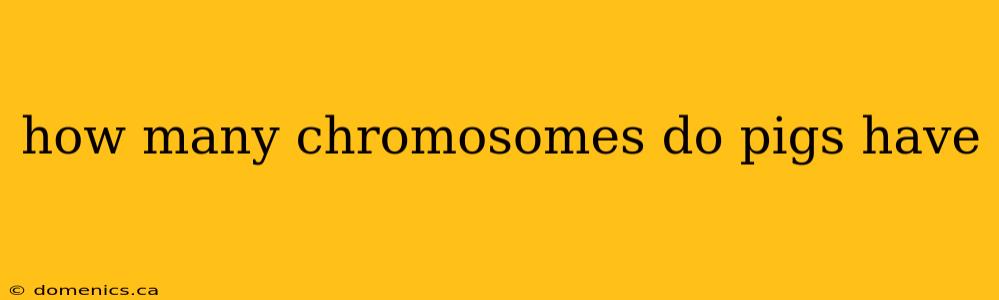 how many chromosomes do pigs have