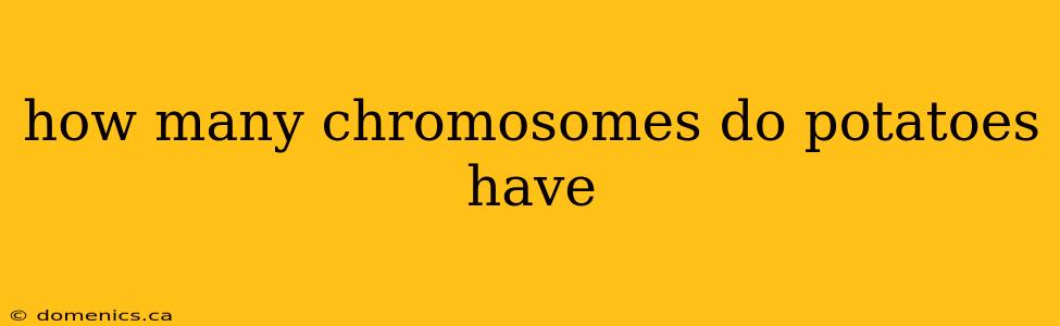 how many chromosomes do potatoes have