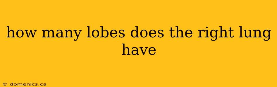 how many lobes does the right lung have