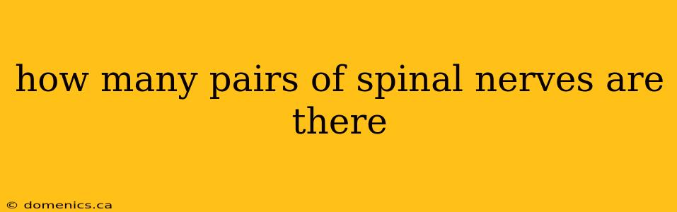 how many pairs of spinal nerves are there